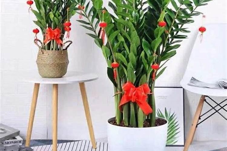 金钱树的叶子发黄是什么原因引起的？怎么解决？