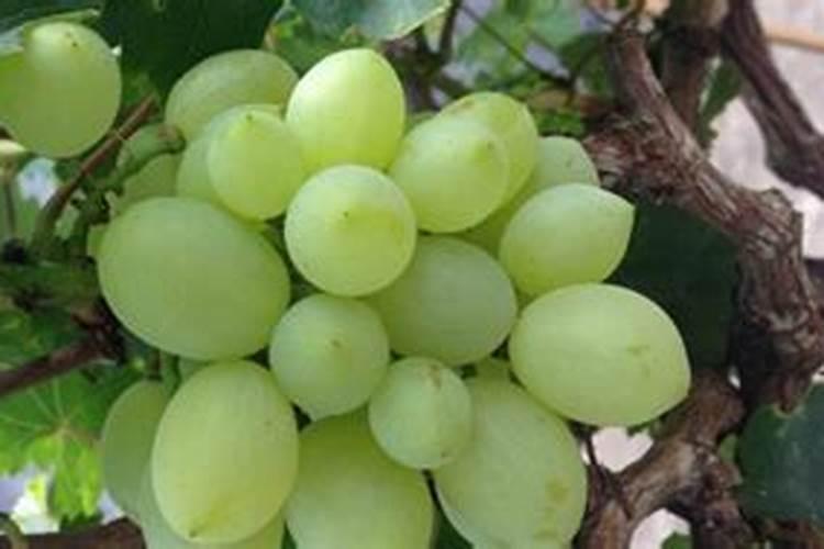 为什么龙血树要少施氮肥