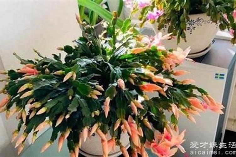 蟹爪兰的施肥方法