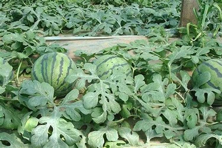 西瓜用什么肥料增甜