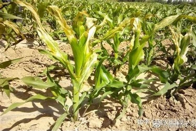 玉米发生红苗现象的原因是什么？