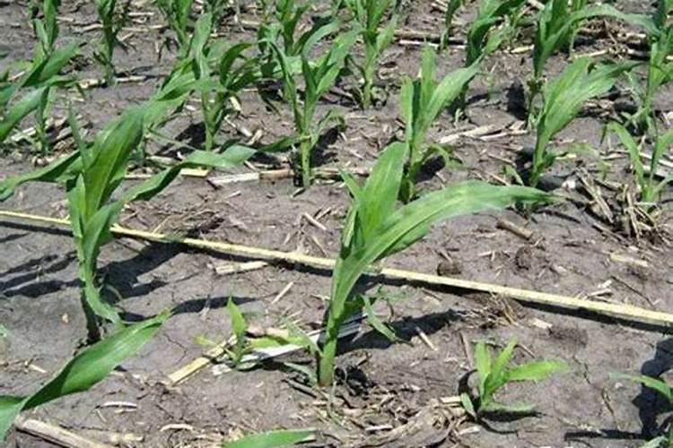 玉米红苗怎么解救