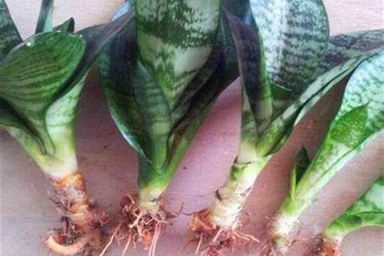 小麦底肥用二铵多少合适