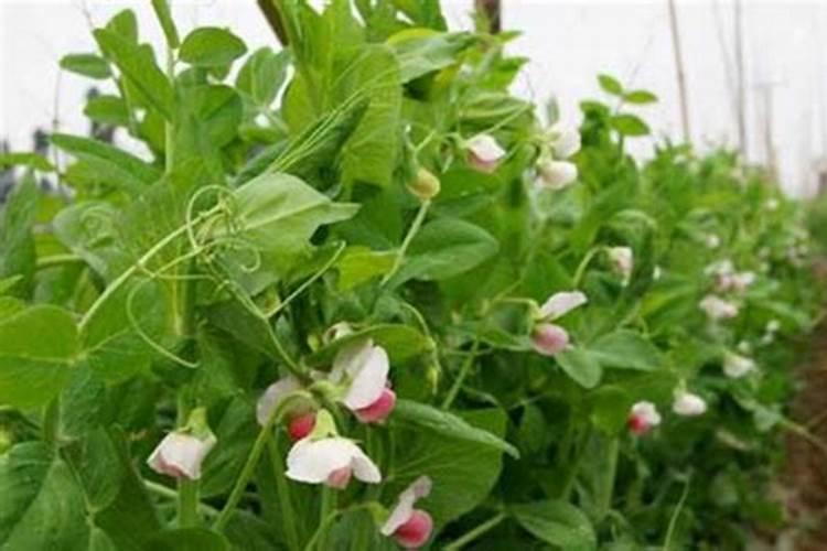 荷兰豆怎样浇水和施肥