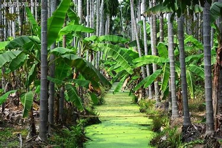 槟榔开花前施什么肥,施肥需要离树多远