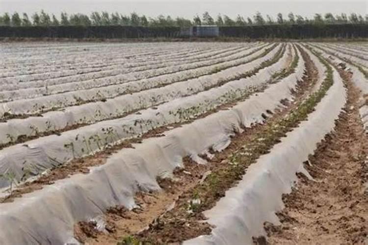 水稻覆膜插秧可以施肥吗