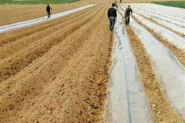 覆膜浇水正确方法是什么 覆膜浇水正确方法