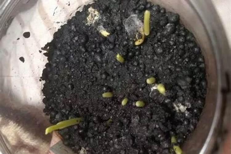 农作物可以直接种植在有机肥料上面吗？为什么我种的白菜种在有机肥上...