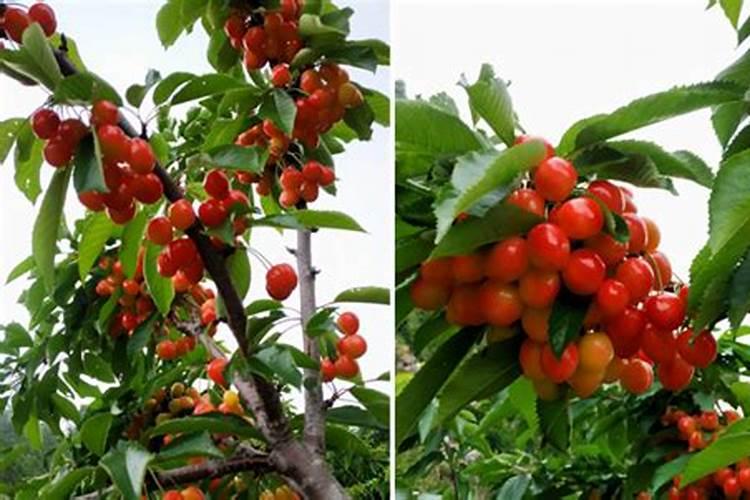 大樱桃“月子肥”用氮磷钾复合肥和中微量元素喂树,行不行？