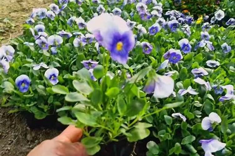 如何促进莲雾花芽分化