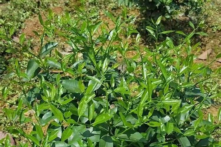 给花施肥用什么肥料