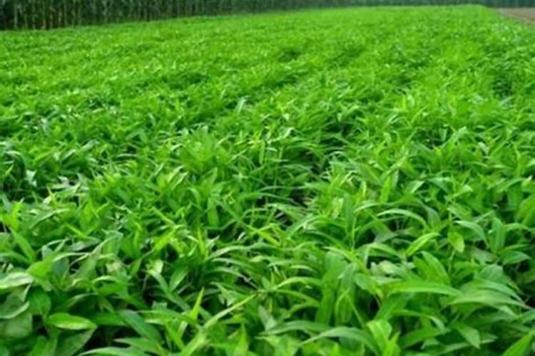 木槿花如何施肥那种肥料最好