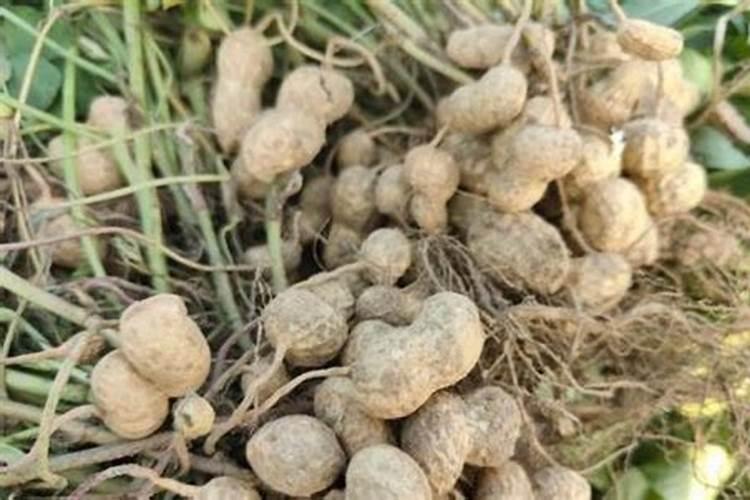 花生施什么肥才能高产 什么时候施肥好