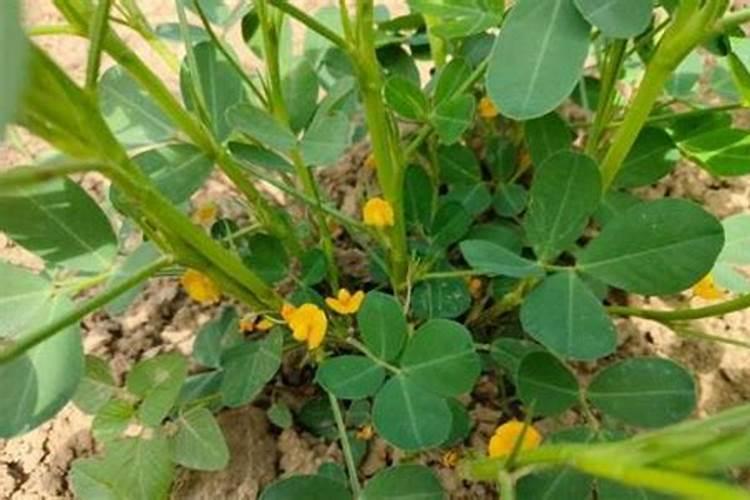 花生后期追肥使用什么肥料