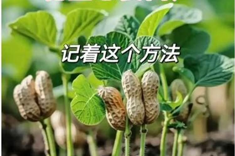 种植花生施什么肥料好