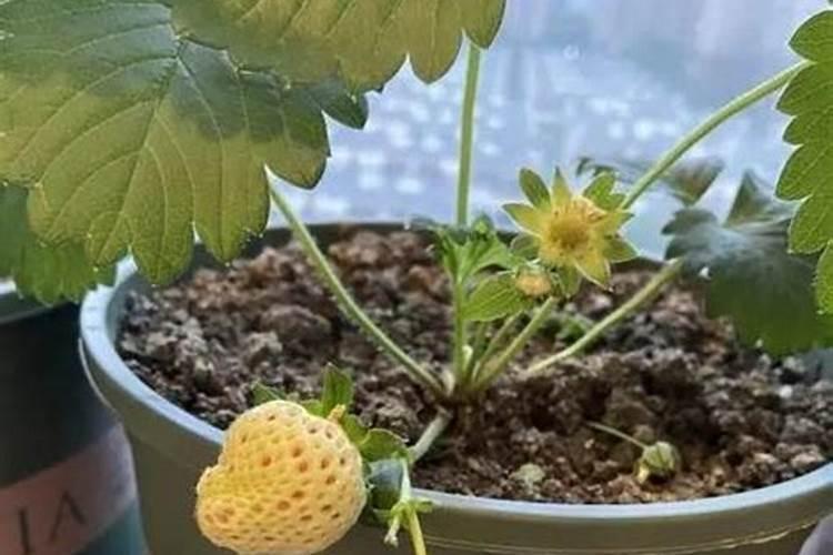 草莓施肥的时间和方法是什么