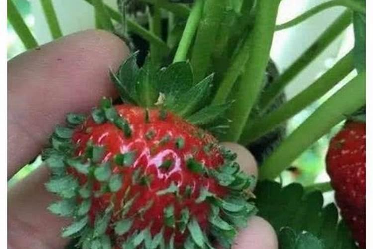 草莓多久施肥一次