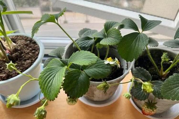 草莓多久施肥 草莓的施肥时间应该是多久一次？