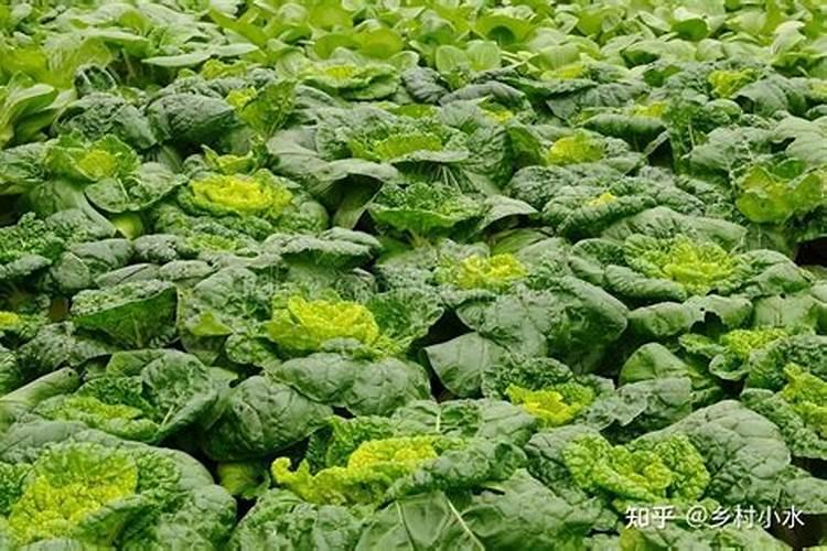 秋白菜用什么化肥合适