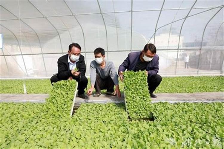 怎样种植烤烟？