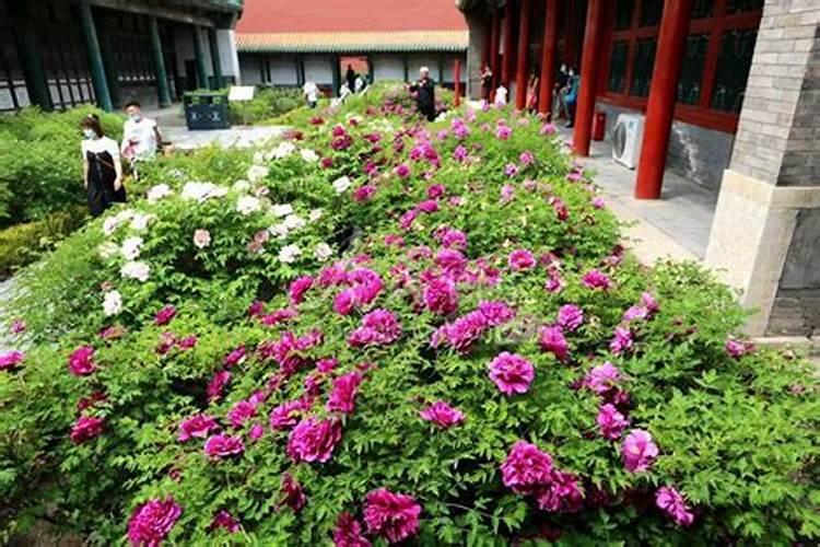 牡丹叶面肥打什么