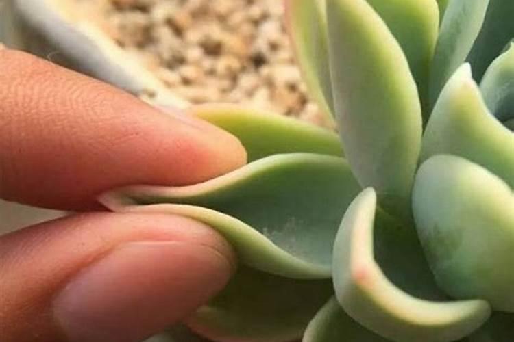 多肉植物的叶片发软是什么原因？