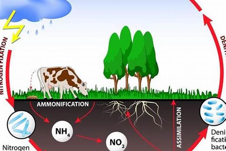 什么叫生理碱性肥料？