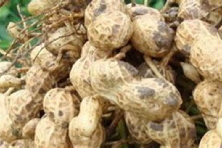 花生后期追肥使用什么肥料