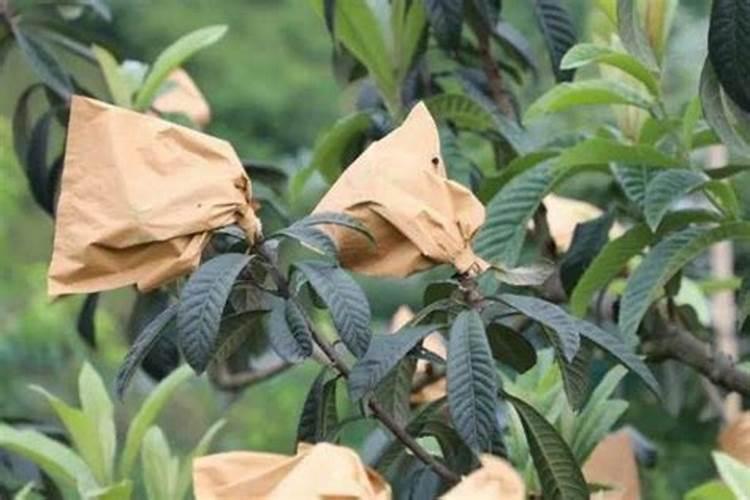 枇杷高产用什么叶面肥？枇杷怎样让果实快速膨大？枇杷膨果增甜用金泰靓...