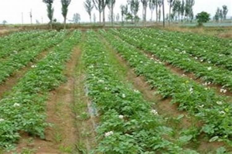 钾肥和硼肥哪个膨大块根效果明显