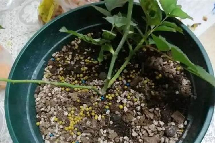 秋天兰花施什么肥料最佳