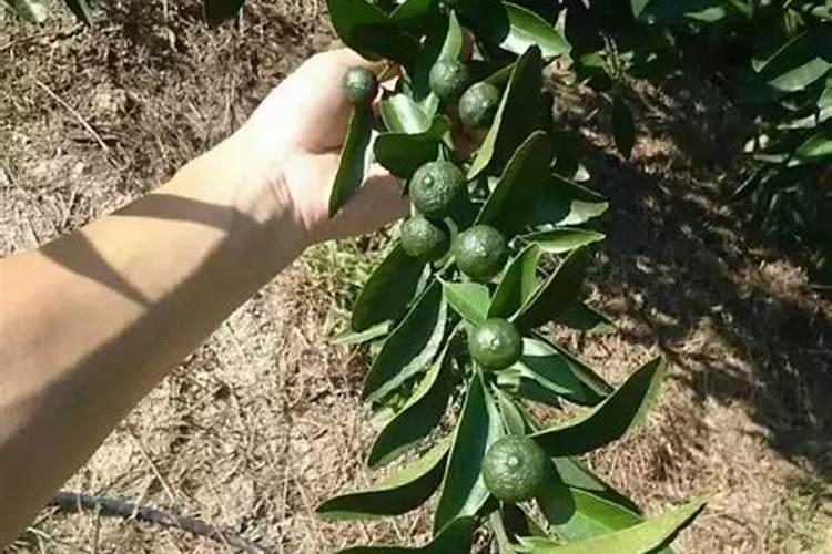 氮肥属于哪种肥料？