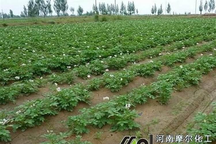 土豆根茎块膨大叶面肥？土豆用哪种肥料根茎块长势旺？