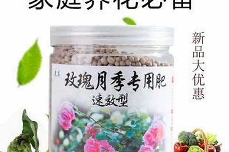 夏季月季长新芽如何追肥更安全