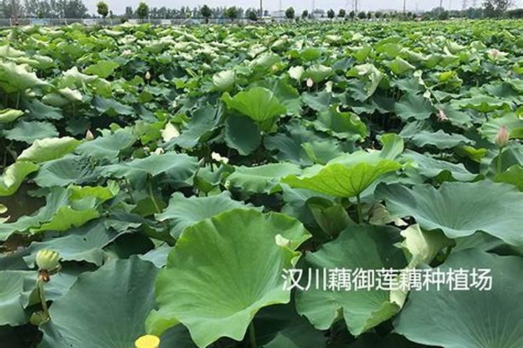 磷酸二氢钾能不能用来灌根,有什么需要注意的吗？