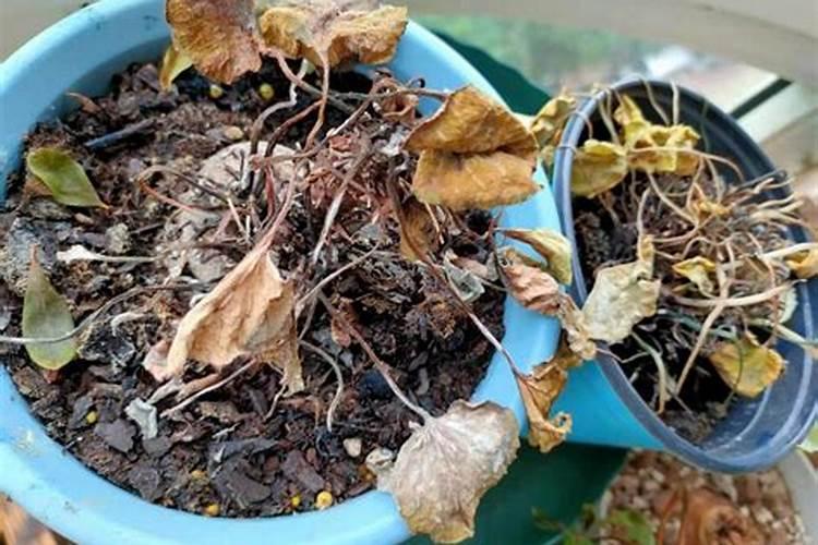 什么花冬天冻不死适合室内养冬天养花哪些是要注意的