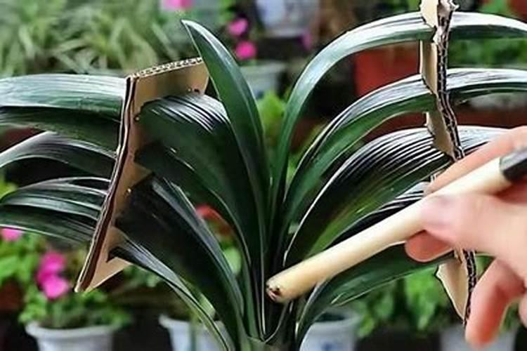 君子兰没有根怎么生根