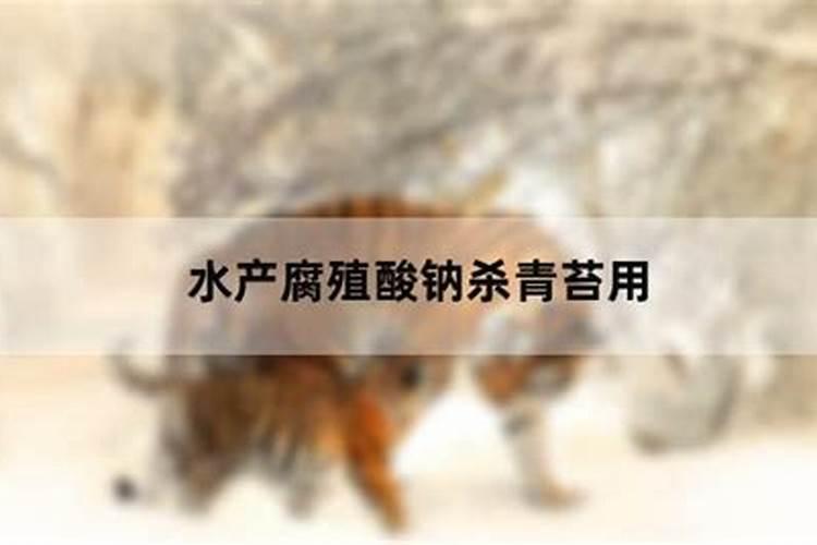 怎样肥水才能让田螺不长青苔