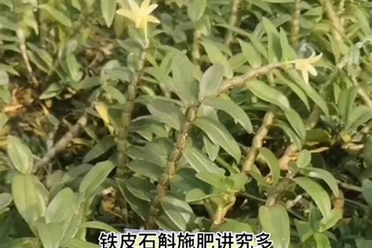 铁皮石斛用什么肥料好 怎么施肥