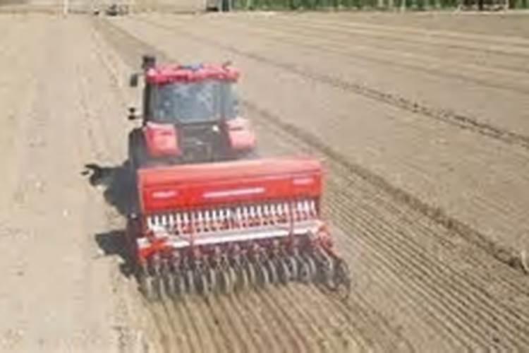 种小麦肥料每一亩是多少