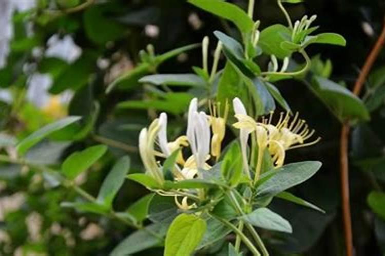 苦瓜受粉药水怎么配？