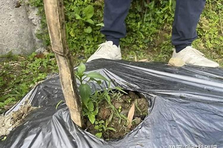 罗汉果的种植和管理方法