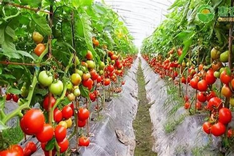 种植番茄需要用什么肥料