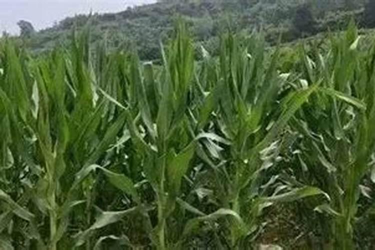 葡萄缺钾症状是怎么样？葡萄怎么用叶面肥来快速补充？