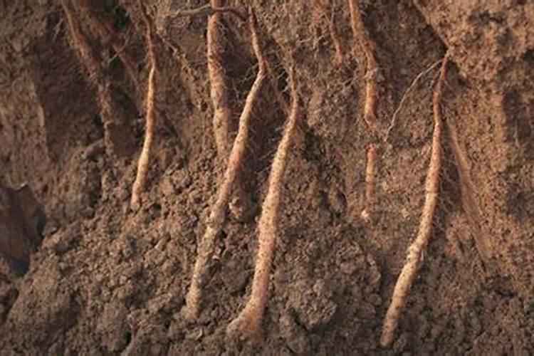 磷酸二氢钾与多菌灵可以混合用来打豆角吗？