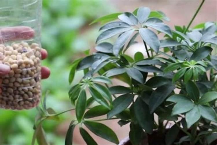 熟黄豆能直接埋入花盆吗 好不好