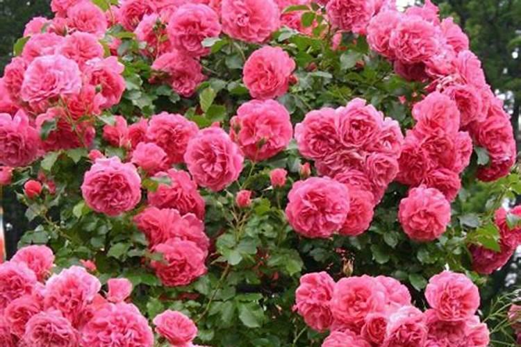 月季施肥诀窍有哪些