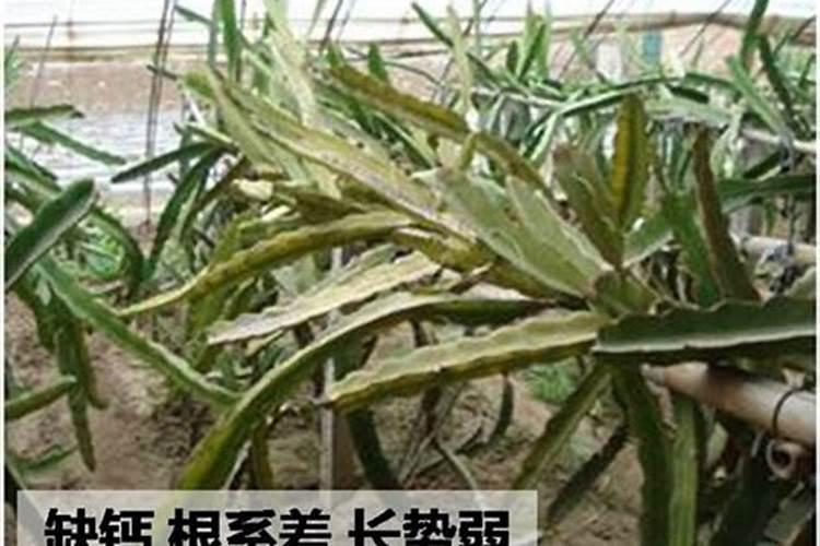 火龙果开花结果时如何施肥会更甜