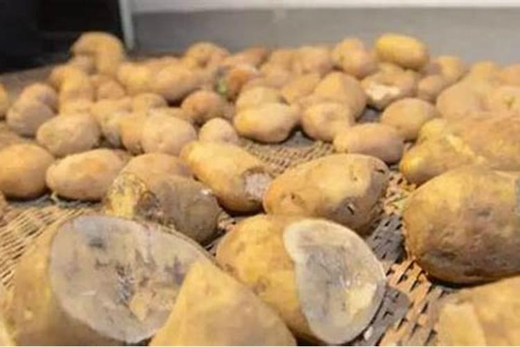 土豆烂是什么原因