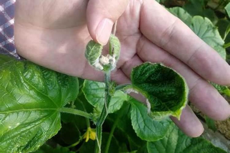 水溶肥灌根正确使用方法